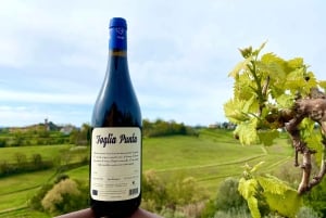 Florença: Visita ao campo com prova de vinhos e aula de massas