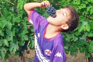 Florença: Visita ao campo com prova de vinhos e aula de massas