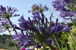 Firenze: Biglietti per la combinazione di David, Palazzo Pitti e Giardini