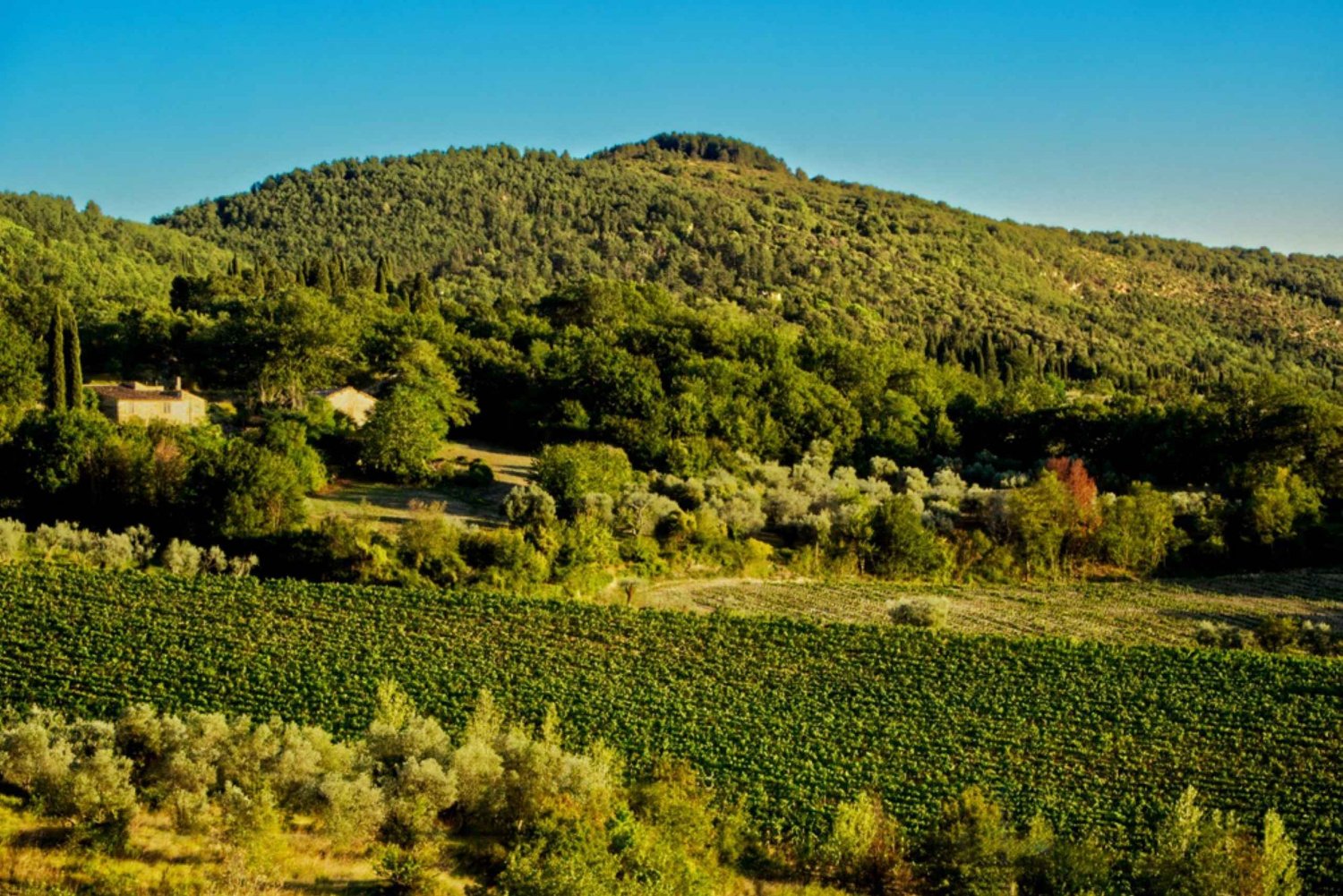 Wycieczka rowerowa e-bike po Fiesole z degustacjÄ… oliwy z oliwek lub basenem i relaksem