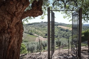 Florence: Golden Hour Chianti Wine Tour with Food Tastings