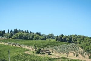Florence: Golden Hour Chianti Wine Tour with Food Tastings