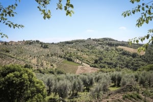Florence: Golden Hour Chianti Wine Tour with Food Tastings