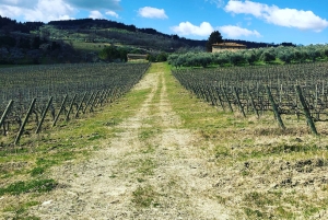 Firenze: Escursione in Toscana e vino Chianti 3 cantine e pranzo