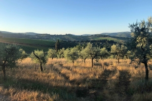 Firenze: Escursione in Toscana e vino Chianti 3 cantine e pranzo