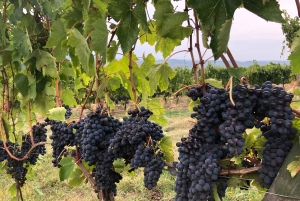 Firenze: Escursione in Toscana e vino Chianti 3 cantine e pranzo