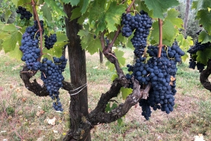 Firenze: Escursione in Toscana e vino Chianti 3 cantine e pranzo