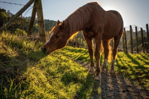 Florença: Passeio a cavalo e refeição numa quinta do Chianti