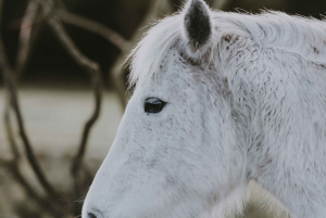 Florença: Passeio a cavalo e refeição numa quinta do Chianti