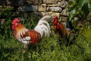 Firenze: Ridetur med italiensk aperitivo