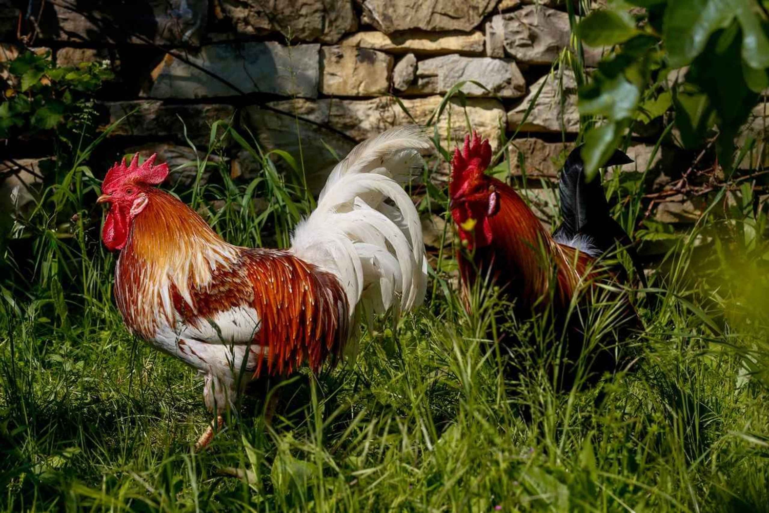 フィレンツェキャンティでの乗馬とアペリティーボ