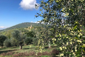 Florence: Local Hiking Tour with Wine and Lunch