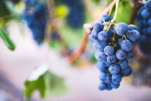 Firenze: Montepulciano&Chianti in 1 giorno + Pranzo & Trasferimento