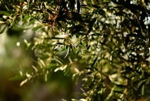 Florence : expérience de dégustation d'huile d'olive