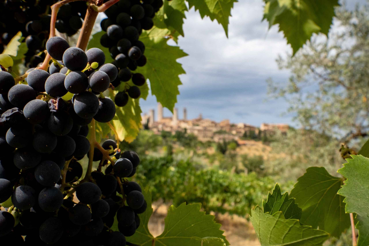 Florence or Bologna: 3 Cellar Tours in Chianti with Lunch