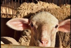 Florence: Pienza, Montepulciano, and Moltancino Day Trip