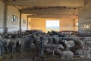 Florence: Pienza, Montepulciano, and Moltancino Day Trip