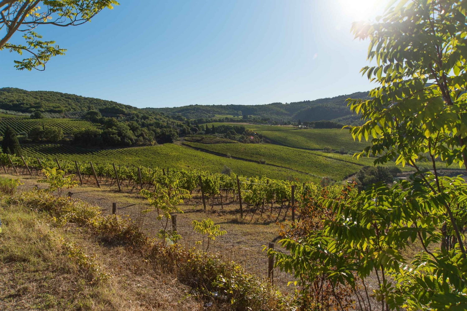 Florence: Private Chanti Hills Trek with Wine Tasting