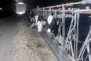 Florencja: prywatna wycieczka Ferrari, degustacja parmigiano i balsamiczna