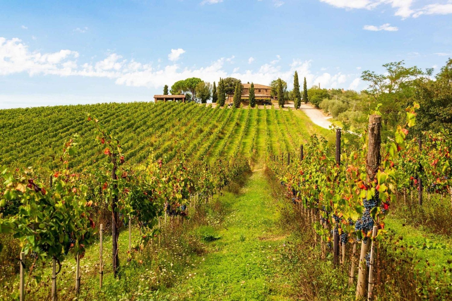 Florence: privétour van een hele dag naar de wijnstreek Chianti