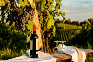 Firenze: Privat heldagstur til Chianti-vinområdet