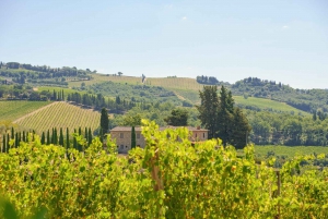 Firenze: Privat heldagstur til Chianti vinregion