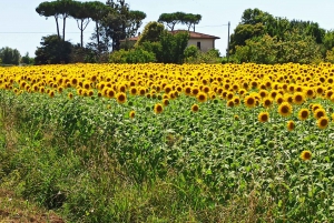 Florence: San Gimignano and Chianti Wine Tasting with Lunch