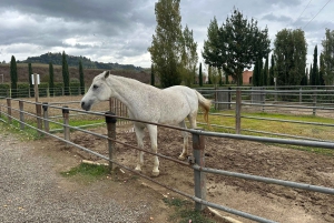 Florenz: San Gimignano & Weingut-Tour mit Mittagessen