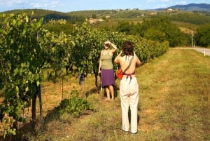 Florence: Great Chianti Wine and Olive Oil Trail with Lunch