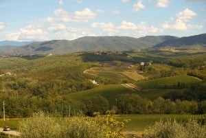 Florence: Great Chianti Wine and Olive Oil Trail with Lunch