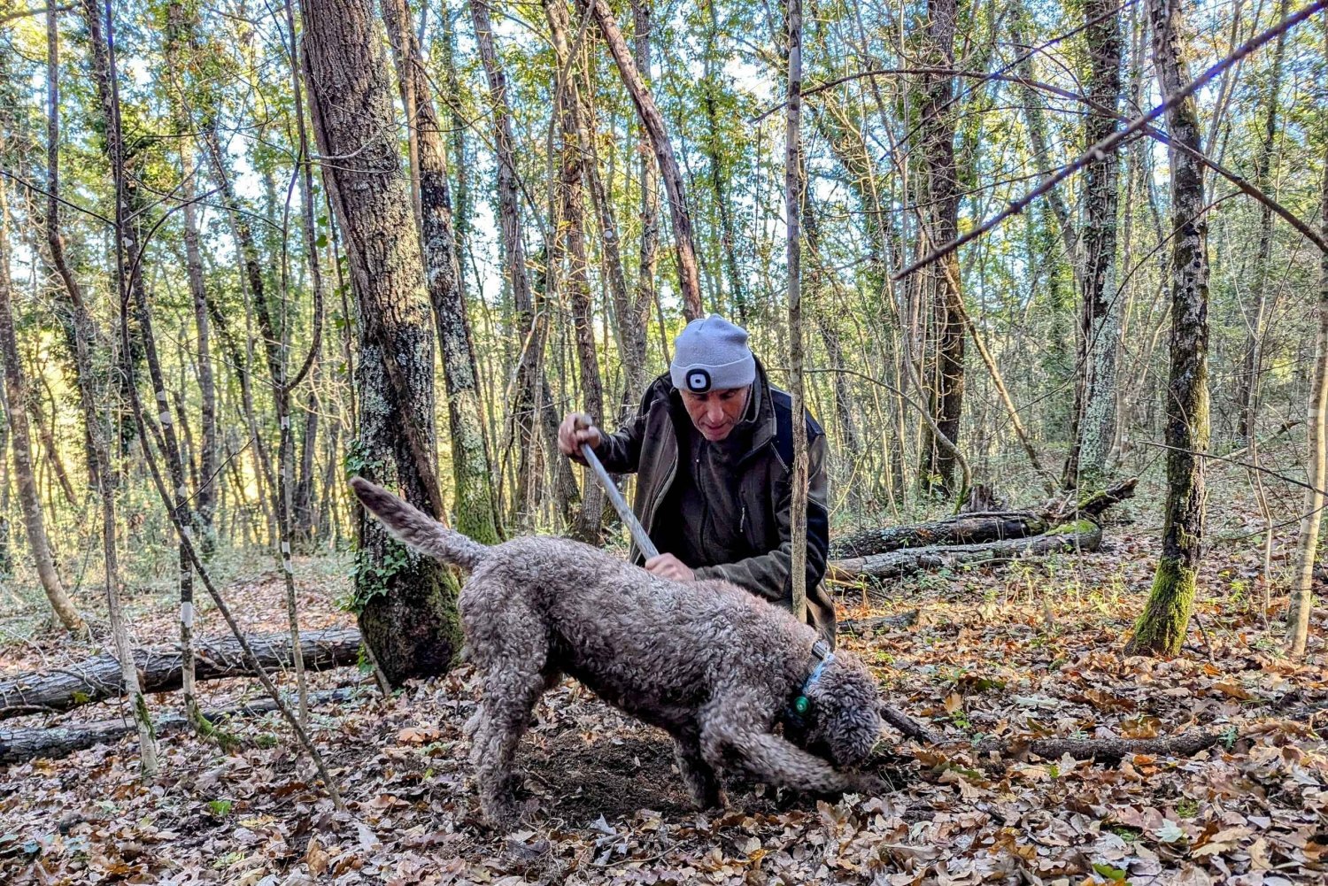 Firenze: caccia al tartufo, San Gimignano ed escursione nel Chianti
