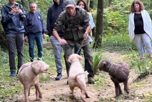 Firenze: caccia al tartufo, San Gimignano ed escursione nel Chianti