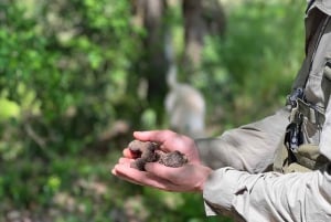 Firenze: caccia al tartufo, San Gimignano ed escursione nel Chianti