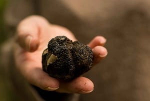 Florença: caça às trufas com degustação de pratos gourmet