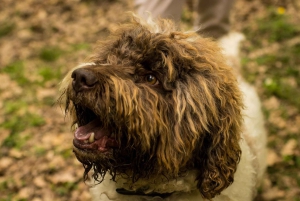 Флоренция: охота за трюфелями с дегустацией изысканных блюд