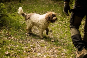 Florence: Truffle Hunting Tour with Lunch