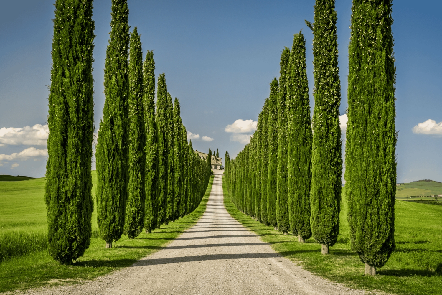 Florens, Florens: Toscana Dagsutflykt Siena San Gimignano, Pisa,