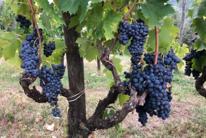 Florence: Tuscany & Chianti Classico Trek & Wine with Lunch