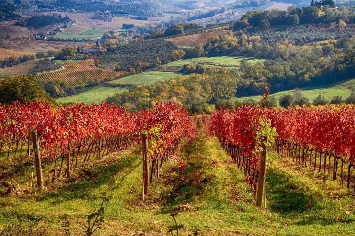 Florence: Tuscany Chianti Winery Private Day-Trip with Lunch