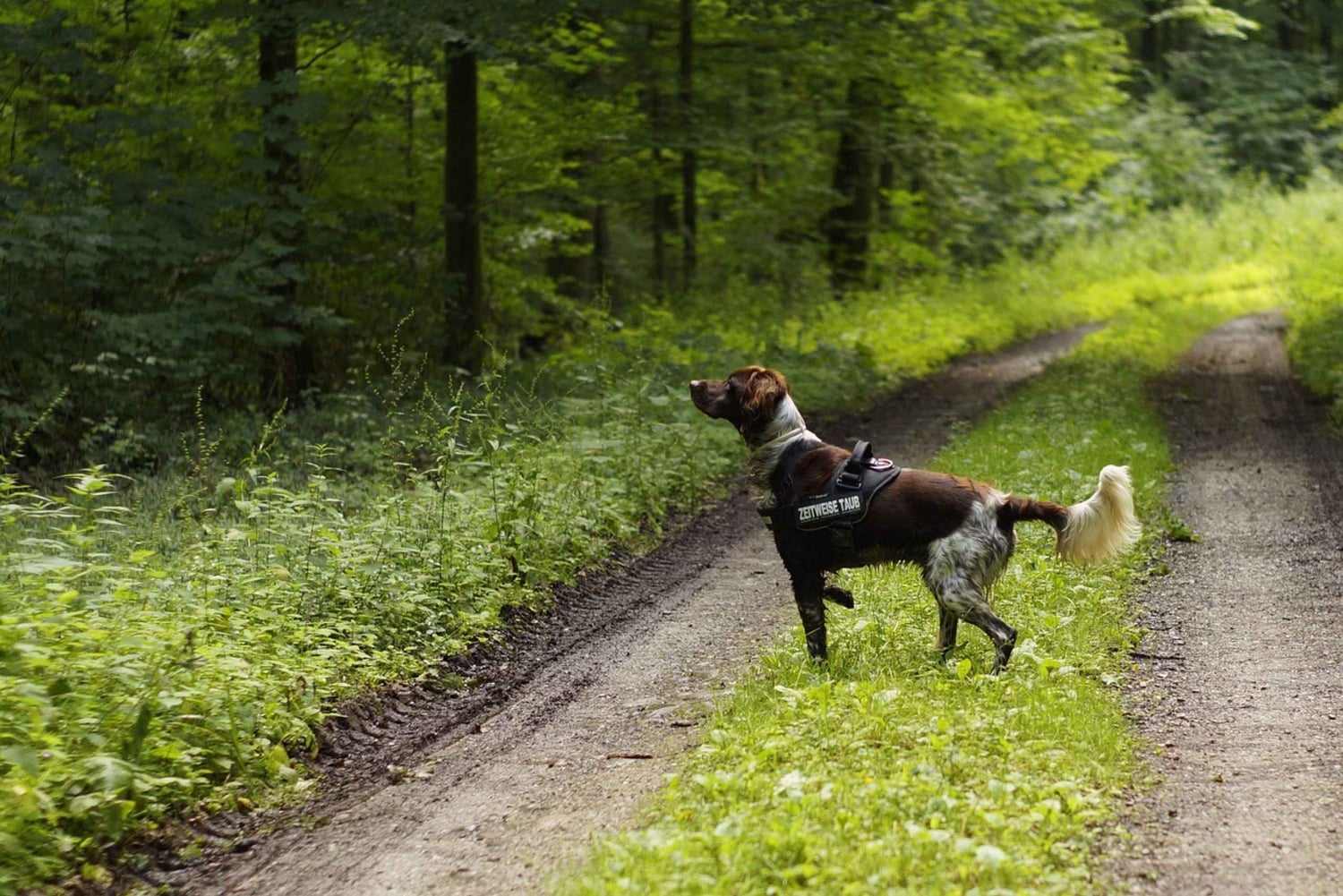 Firenze: Trøffeljagt i Toscana Kulinarisk eventyrtur
