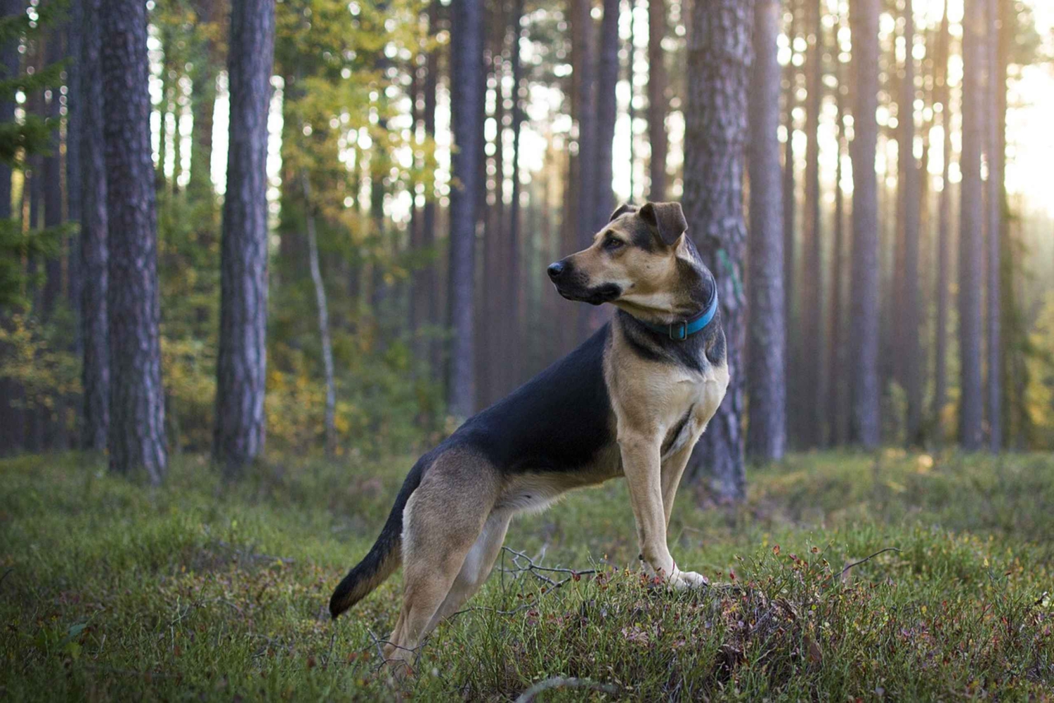 Firenze: Trøffeljagt i Toscana Kulinarisk eventyrtur