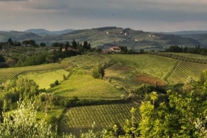 Florence: Tuscany Truffle Hunt Culinary Adventure Tour