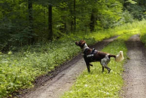 Firenze: Trøffeljagt i Toscana Kulinarisk eventyrtur
