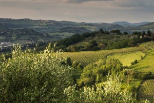 Firenze: Trøffeljagt i Toscana Kulinarisk eventyrtur
