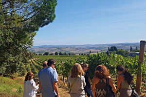 Florence: Valdorcia Wine, Brunello Montalcino, Montepulciano