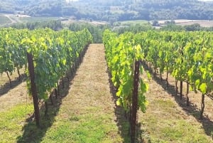 Florence: Volterra & San Gimignano Wine Tour with Lunch