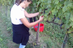 Florence: Wine Tasting at a Vineyard With a Local Winemaker