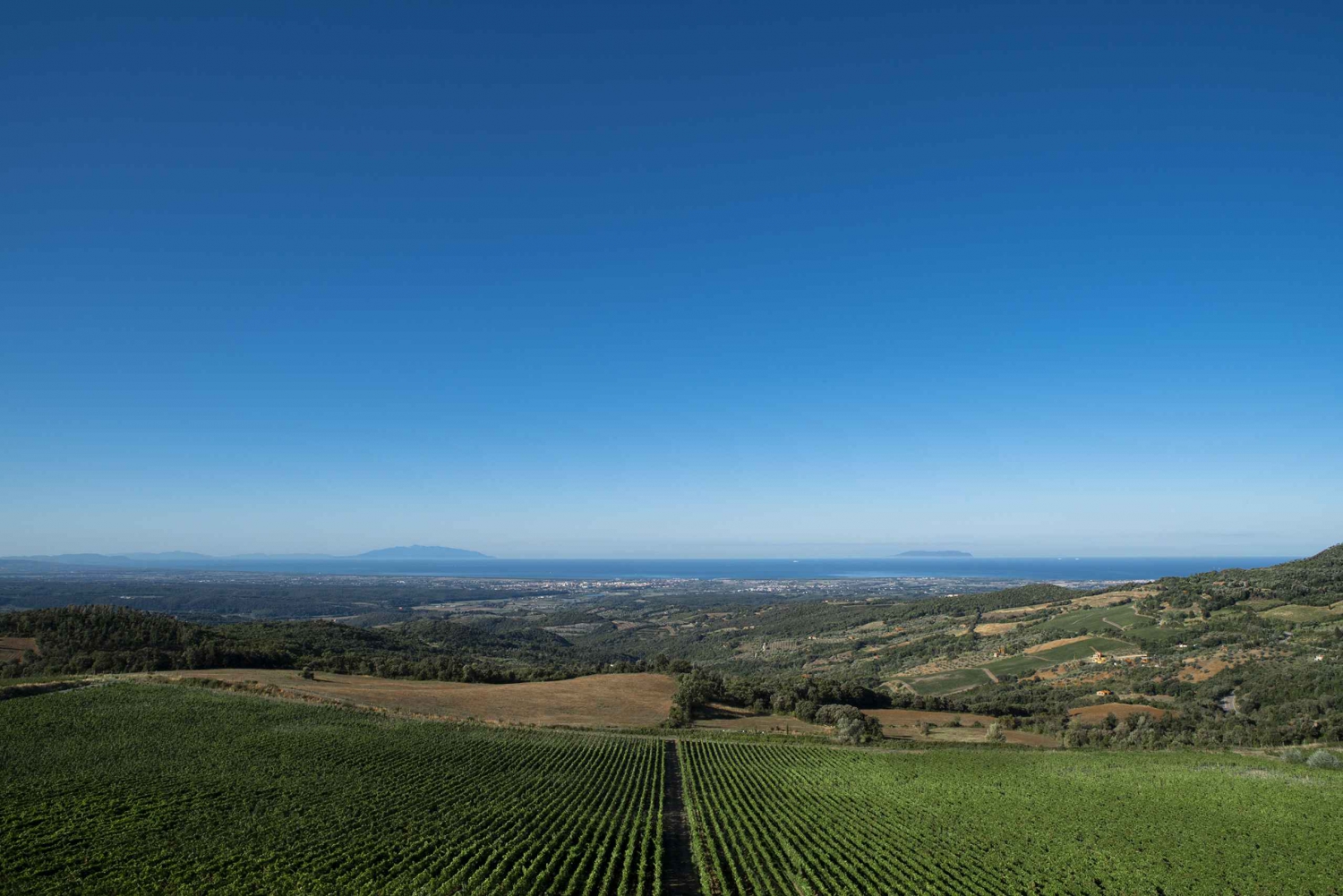 From Florence: Bolgheri Wine Tour with Tasting and Lunch