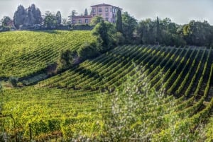 Von Florenz aus: Bolgheri Ganztägige Weintour