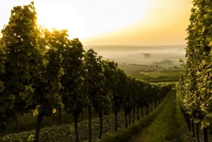 De Florença: Tour de vinho de dia inteiro em Bolgheri